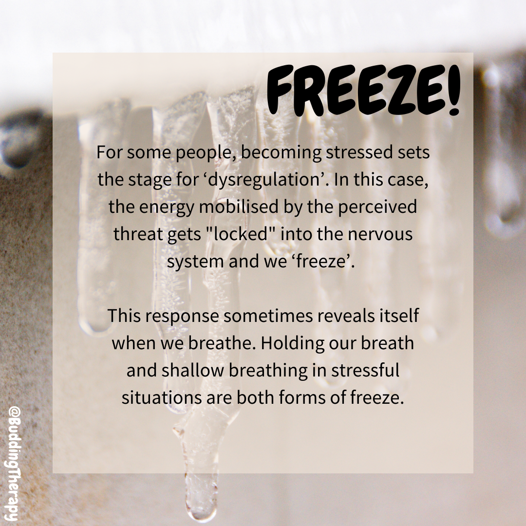 Freeze
For some people becoming stressed sets the stage for dysregulation. The energy mobilised by the perceived threat gets locked into the nervous system & we freeze
This response sometimes reveals itself when we breathe. Holding our breath & shallow breathing are both forms of freeze
